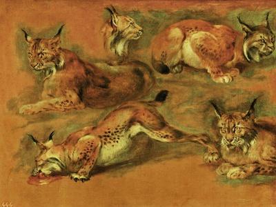 Many of Boels sketches were used in the tapestries woven in Les Gobelins. Studies of a lynx