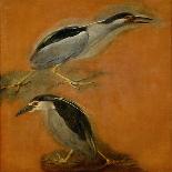 Two herons-Pieter Boel-Giclee Print