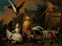 An Allegory of the Flood 'The Sacred Dove,' 1721-Pieter Casteels-Giclee Print