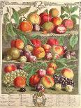 August, from 'Twelve Months of Fruits'-Pieter Casteels-Giclee Print