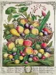 October, from 'Twelve Months of Fruits', by Robert Furber-Pieter Casteels-Giclee Print