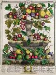 August, from 'Twelve Months of Fruits', by Robert Furber (C.1674-1756) Engraved by C. Du Bose, 1732-Pieter Casteels-Giclee Print