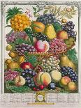 August, from 'Twelve Months of Fruits', by Robert Furber (C.1674-1756) Engraved by C. Du Bose, 1732-Pieter Casteels-Giclee Print