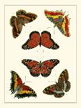 Cramer Butterflies II-Pieter Cramer-Framed Art Print