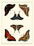 Cramer Butterfly Study I-Pieter Cramer-Art Print