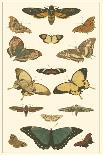 Cramer Butterfly Panel I-Pieter Cramer-Art Print