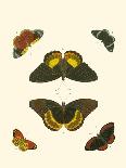 Cramer Butterflies II-Pieter Cramer-Art Print