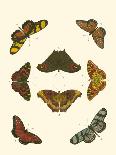 Cramer Butterfly Study I-Pieter Cramer-Art Print