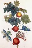 Metamorphosis of Various Insects, 1726-Pieter Sluiter Or Sluyter-Laminated Giclee Print