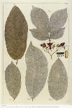 Botanical Deciduous Leaves I-Pieter Tanje-Giclee Print