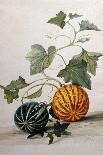 Study of Gourds and Flowers-Pieter Withoos-Giclee Print