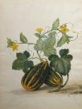 Study of Gourds-Pieter Withoos-Framed Stretched Canvas