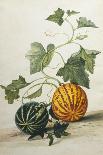 Study of Gourds and Flowers-Pieter Withoos-Mounted Giclee Print