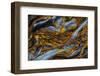 Pietersite from Namibia-Darrell Gulin-Framed Photographic Print