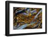 Pietersite from Namibia-Darrell Gulin-Framed Photographic Print