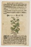 Pfaffenrorle, from Commentarii in Sex Libros Pedacii Dioscoridis, 1544-85 (Hand-Coloured Woodcut)-Pietro Andrea Mattioli-Giclee Print