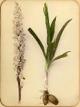 Wild Orchid, 1870S-Pietro Guidi-Giclee Print