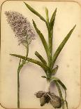 Wild Orchid, 1870S-Pietro Guidi-Giclee Print