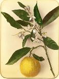 Lemon, 1870s-Pietro Guidi-Giclee Print