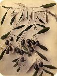 Olives, 1870s-Pietro Guidi-Framed Giclee Print