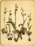 Wild Orchid, 1870S-Pietro Guidi-Giclee Print