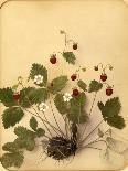 Wild Strawberry Flowers, 1870s-Pietro Guidi-Giclee Print