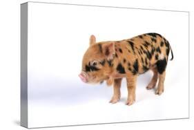 Pig 1 Week Old Kune Kune Piglet-null-Stretched Canvas