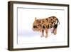 Pig 1 Week Old Kune Kune Piglet-null-Framed Photographic Print