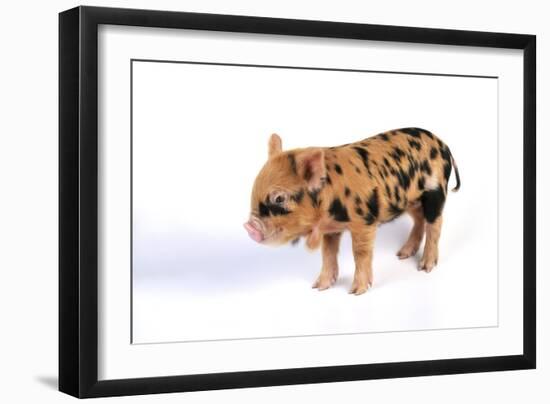 Pig 1 Week Old Kune Kune Piglet-null-Framed Photographic Print