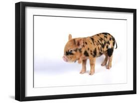 Pig 1 Week Old Kune Kune Piglet-null-Framed Photographic Print