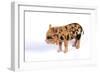 Pig 1 Week Old Kune Kune Piglet-null-Framed Photographic Print