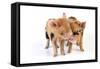 Pig 1 Week Old Kune Kune Piglets-null-Framed Stretched Canvas