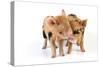 Pig 1 Week Old Kune Kune Piglets-null-Stretched Canvas