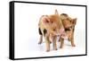 Pig 1 Week Old Kune Kune Piglets-null-Framed Stretched Canvas