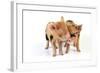 Pig 1 Week Old Kune Kune Piglets-null-Framed Photographic Print