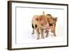 Pig 1 Week Old Kune Kune Piglets-null-Framed Photographic Print