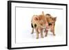 Pig 1 Week Old Kune Kune Piglets-null-Framed Photographic Print