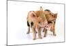 Pig 1 Week Old Kune Kune Piglets-null-Mounted Photographic Print