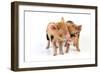 Pig 1 Week Old Kune Kune Piglets-null-Framed Photographic Print