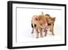 Pig 1 Week Old Kune Kune Piglets-null-Framed Photographic Print