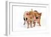 Pig 1 Week Old Kune Kune Piglets-null-Framed Photographic Print