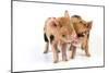 Pig 1 Week Old Kune Kune Piglets-null-Mounted Photographic Print