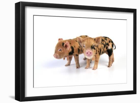 Pig 1 Week Old Kune Kune Piglets-null-Framed Photographic Print