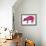 Pig, 1996-Jane Tattersfield-Framed Giclee Print displayed on a wall