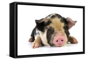 Pig 2 Week Old Kune Kune Piglet-null-Framed Stretched Canvas