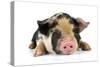 Pig 2 Week Old Kune Kune Piglet-null-Stretched Canvas
