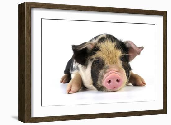 Pig 2 Week Old Kune Kune Piglet-null-Framed Photographic Print