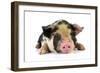 Pig 2 Week Old Kune Kune Piglet-null-Framed Photographic Print