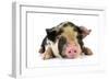 Pig 2 Week Old Kune Kune Piglet-null-Framed Photographic Print