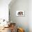 Pig 2 Week Old Kune Kune Piglet-null-Mounted Photographic Print displayed on a wall